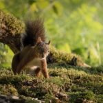 Exploring Lawn Aeration and Its Advantages in Southampton