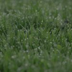 Optimal Lawn Practices for Southampton Gardens