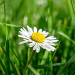 Vital Lawn Maintenance Tips for Southampton Homeowners