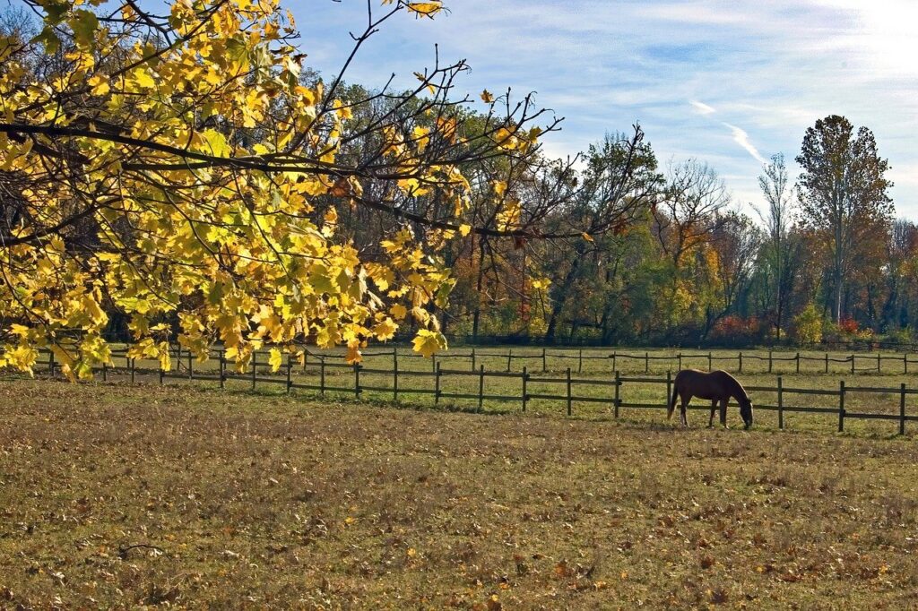 Your Seasonal Lawn Care Guide for Southampton