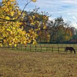 Your Seasonal Lawn Care Guide for Southampton