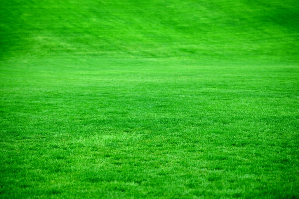 2026 Heatwave Lawn Care How to Prevent Grass from Drying Out & Dying