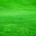 2026 Heatwave Lawn Care How to Prevent Grass from Drying Out & Dying