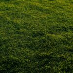 Autumn 2026 Lawn Care Checklist How to Keep Your Grass Healthy Through Winter