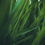 Autumn Lawn Care Checklist How to Keep Your Grass Healthy Through Winter