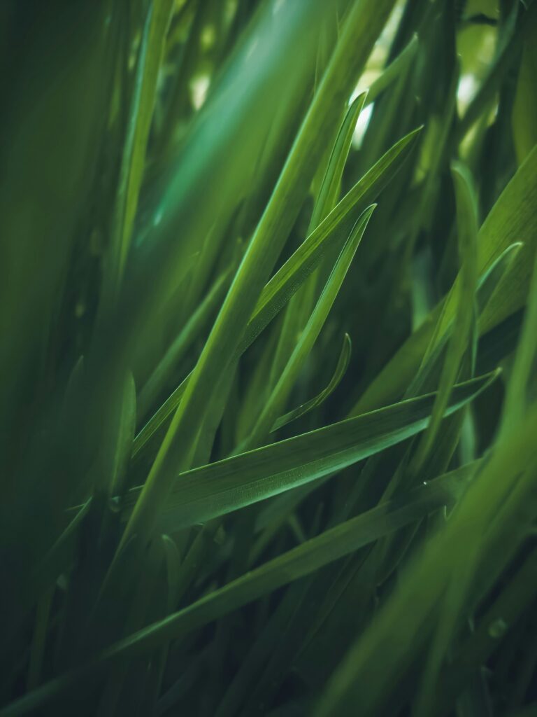 Autumn Lawn Care Checklist How to Keep Your Grass Healthy Through Winter