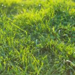 Best Lawn Care Services in Southampton Transform Your Garden Today