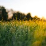 How Lawn Treatment Services Can Revive a Tired, Patchy Lawn