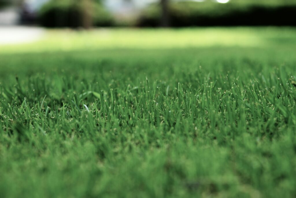 How Regular Lawn Care Can Help You Enjoy a Weed-Free, Lush Garden