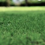 How Regular Lawn Care Can Help You Enjoy a Weed-Free, Lush Garden