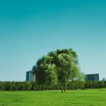 How a Well-Maintained Lawn Enhances Your Garden’s Overall Appeal