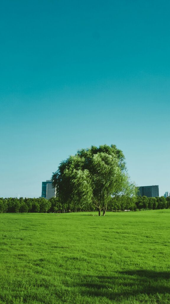 How a Well-Maintained Lawn Enhances Your Garden’s Overall Appeal