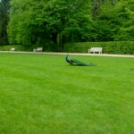 How to Achieve a Picture-Perfect Lawn in Southampton with Professional Care