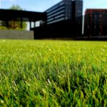 How to Get Rid of Moss & Weeds in Your Lawn for Good