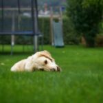 Pet-Friendly Lawn Care Keeping Your Grass Safe for Dogs & Cats