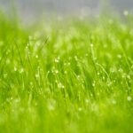 Southampton Lawn Care Experts Keeping Hampshire’s Gardens Green & Healthy