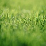 The Ultimate Guide to Professional Lawn Care How to Achieve a Perfect Lawn