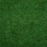 Top Reasons Your Lawn Is Dying & How Professional Lawn Care Can Help