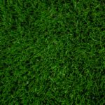 Why Summer 2026 Lawn Care Is Crucial to Prevent Dry & Patchy Grass