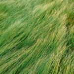 Winter 2026 Lawn Care Essential Tips to Protect Your Grass in Cold Weather