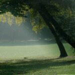 Winter Lawn Care Essential Tips to Protect Your Grass in Cold Weather