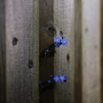 Fencing Installation in Southampton and Hampshire