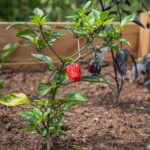 Landscaping in Fareham