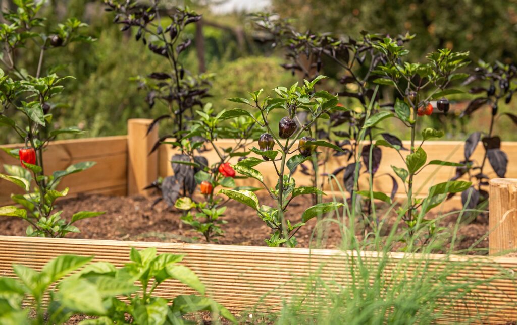 Raised Beds & Garden Structures in Hampshire