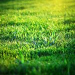 Artificial Grass Installation in Southampton