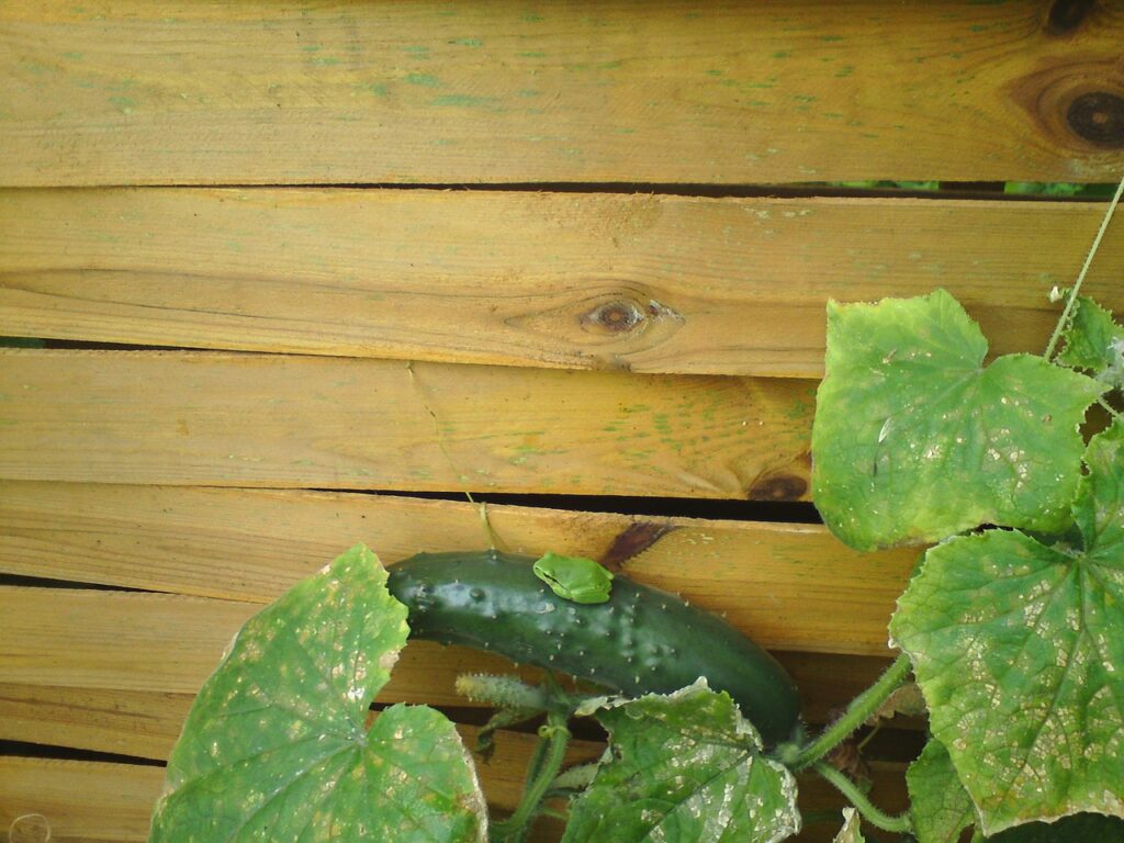 Fencing and Decking Services for Privacy and Outdoor Living in Southampton