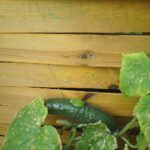 Fencing and Decking Services for Privacy and Outdoor Living in Southampton