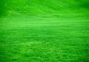 2026 Heatwave Lawn Care How to Prevent Grass from Drying Out & Dying