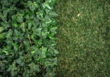 Artificial Grass vs Natural Lawn Which Is Right for Your Garden