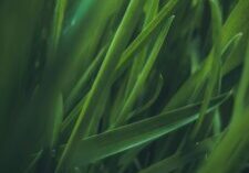 Autumn Lawn Care Checklist How to Keep Your Grass Healthy Through Winter