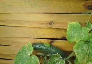Fencing and Decking Services for Privacy and Outdoor Living in Southampton