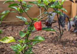 Landscaping in Fareham