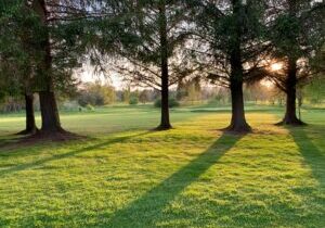 The Environmental Benefits of Healthy, Well-Cared-For Grass