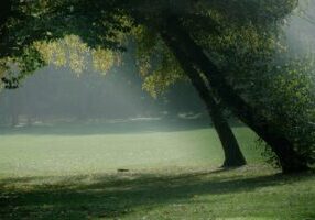 Winter Lawn Care Essential Tips to Protect Your Grass in Cold Weather